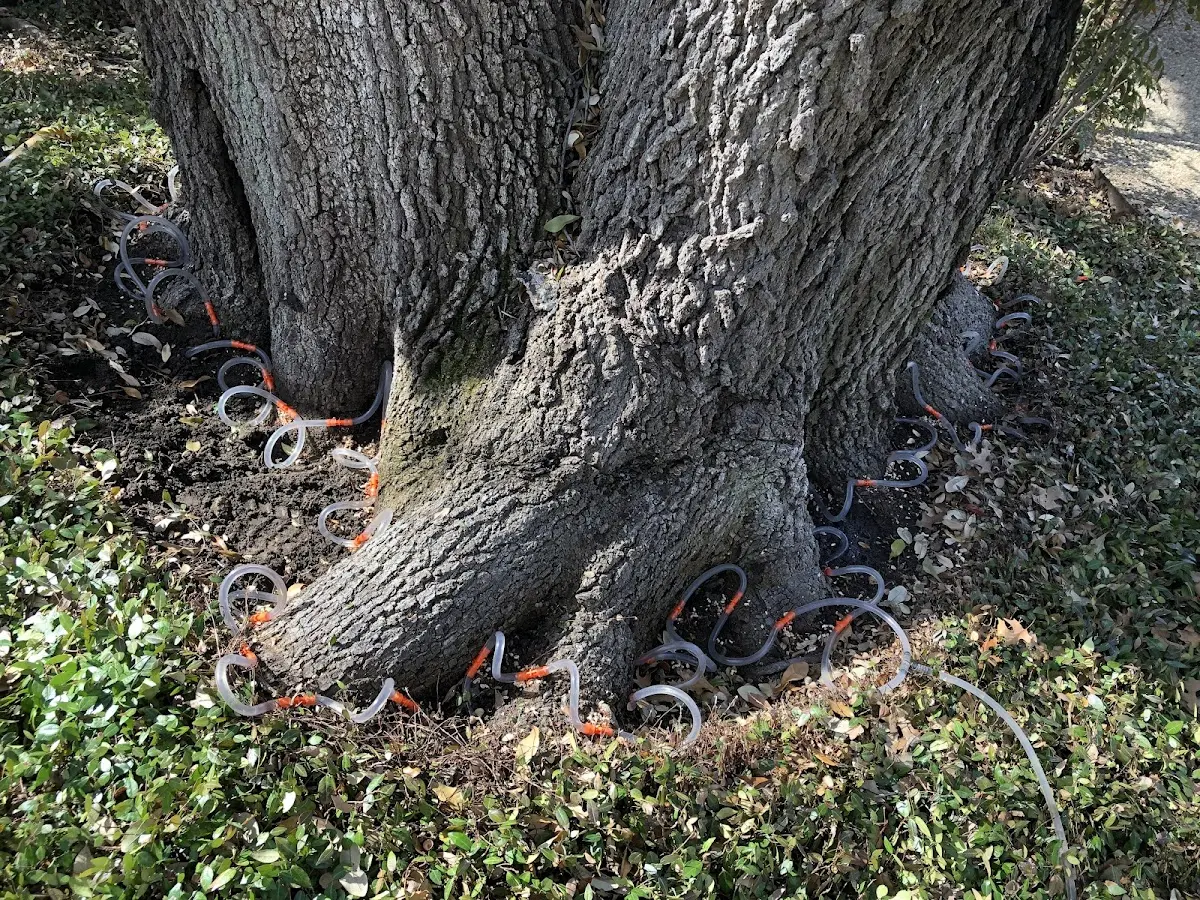 Detailed Tree Cabling and Bracing job site in Karthaus