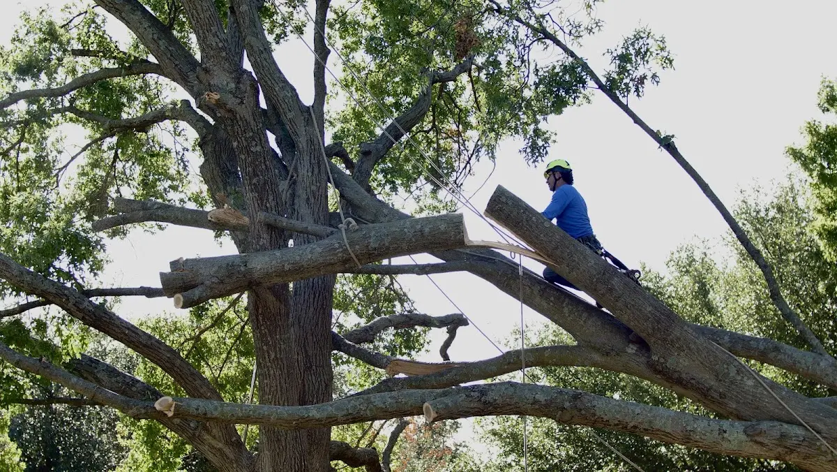 Professional Crown Thinning performed by certified arborists in Karthaus