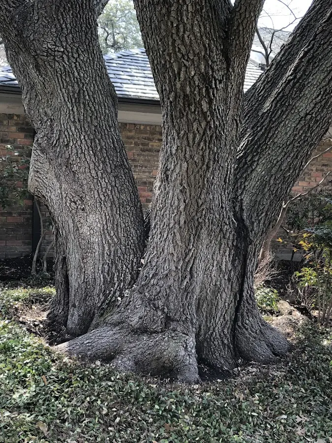 Mature heritage tree close to a Karthaus property cared for by certified arborists